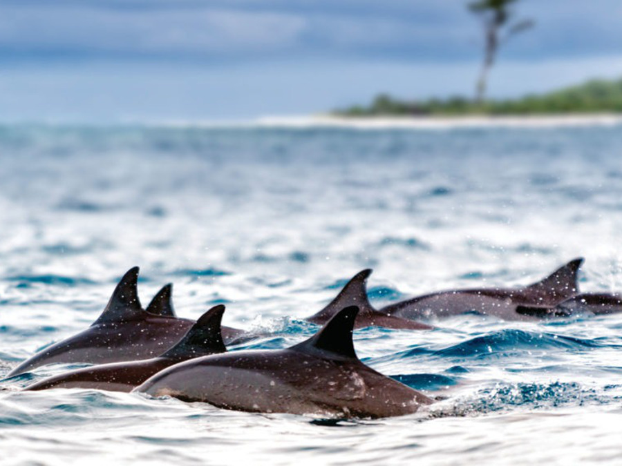 Dolphins-at-Balck-River-in-Mauritius-1024x576