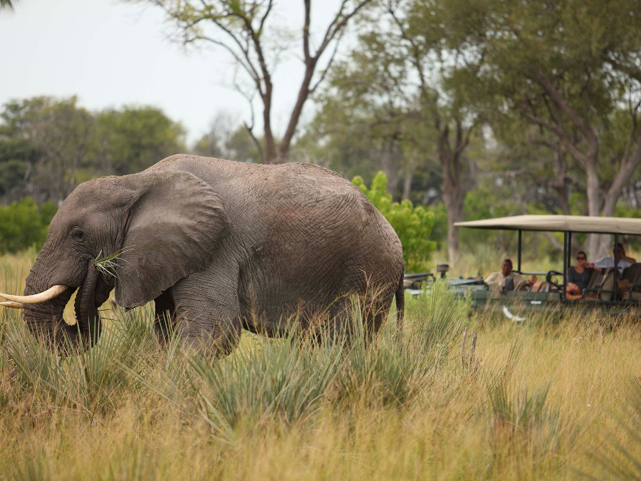 Elephant-encounter-on-a-game-drive-in-Botswana