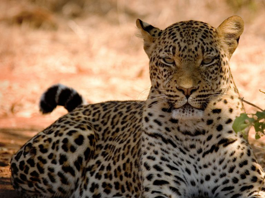 Male-leopard-in-Botswana-1024x576