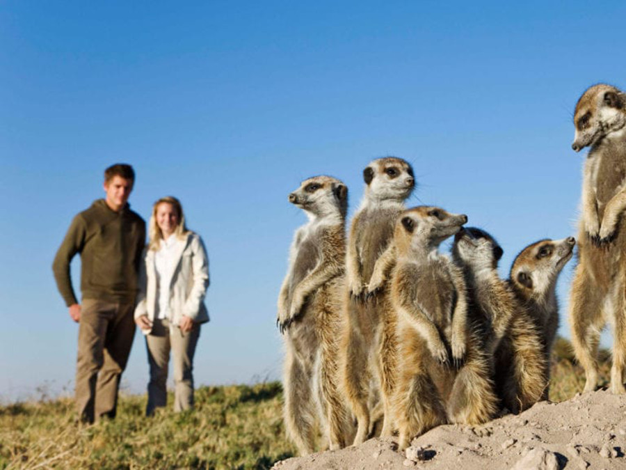 Meerkat-Family-in-Makgadigadi-Pans-1024x576