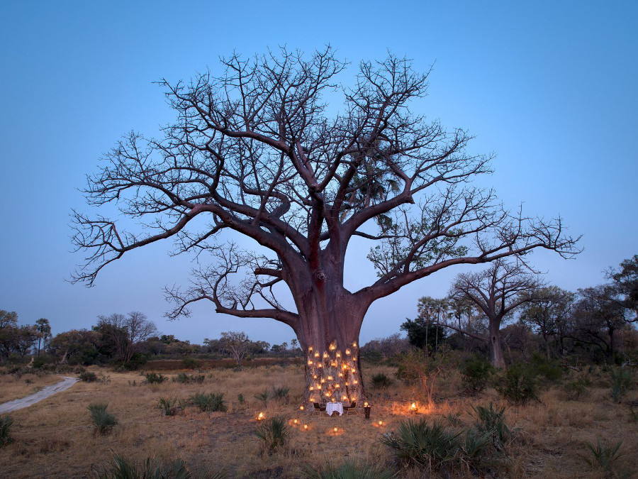 dining-underneath-a-baobab-in-botswana